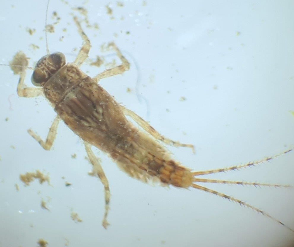 Gewässeruntersuchungen an Dill und Nanzenbach