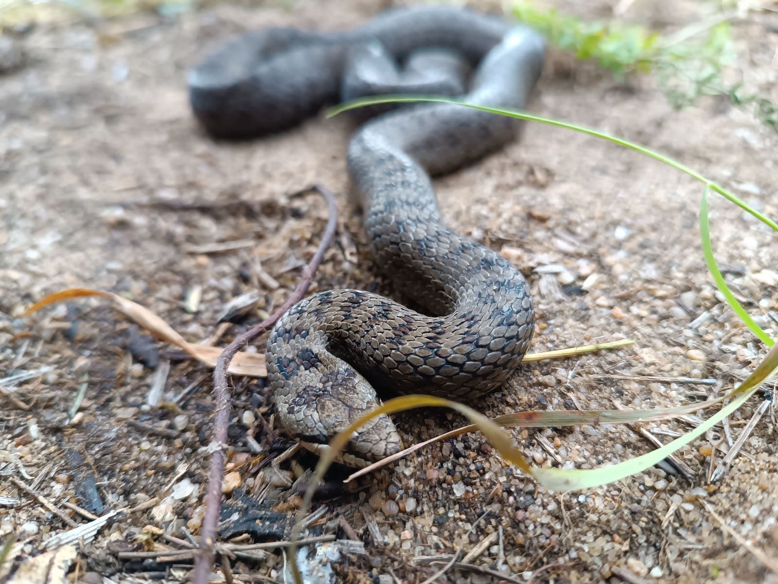Pflegeeinsatz im Reptilien- und Amphibienbiotop