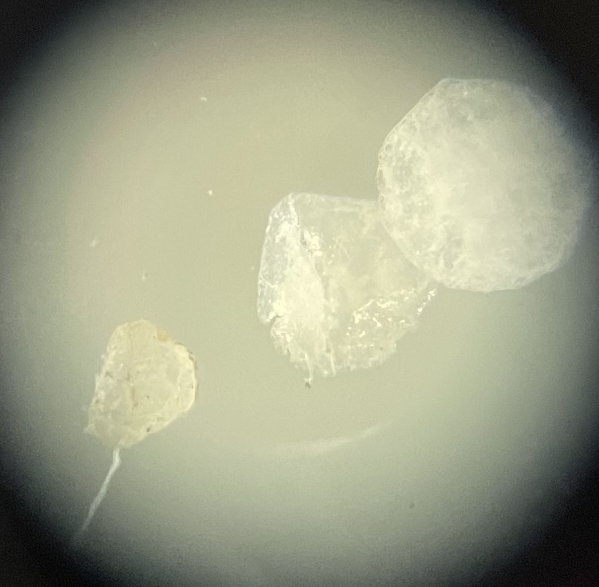 Schüler der WvO forschen über Plastikmüll an der Dill